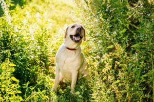 Understanding and Preventing Heat Stroke in Pets