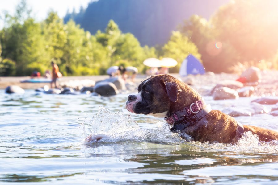 Understanding and Preventing Heat Stroke in Pets