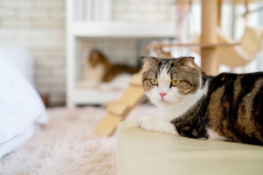 How to Keep Your Cats Active Indoors