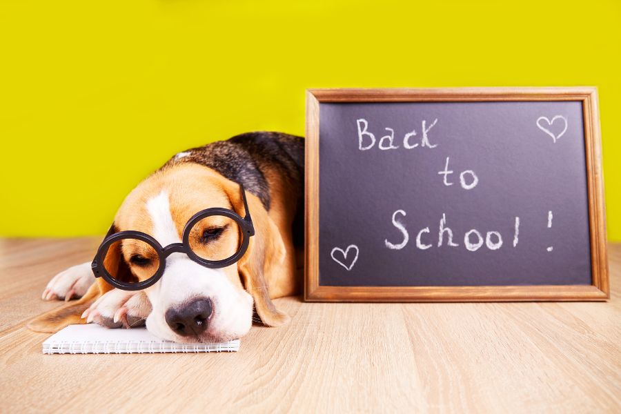 How to Create a Back-to-School Schedule for Your Pets