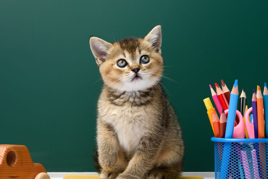 How to Create a Back-to-School Schedule for Your Pets