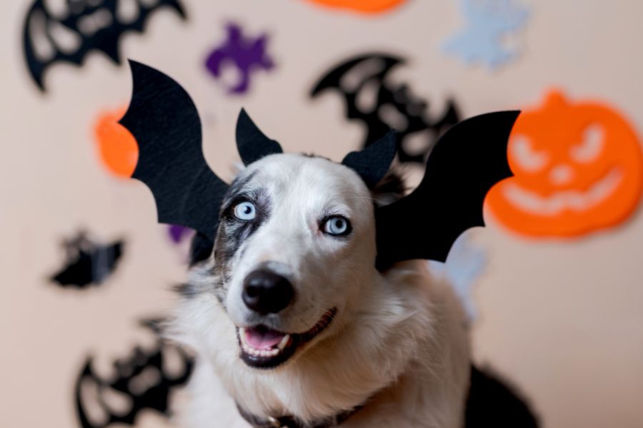 Halloween Pet Safety