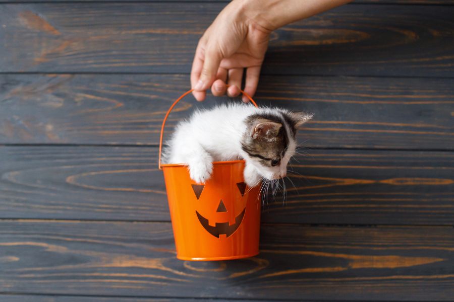 Halloween Pet Safety