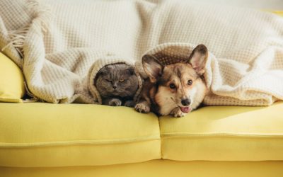Monitoring Your Pet’s Weight as Outdoor Activity Decreases