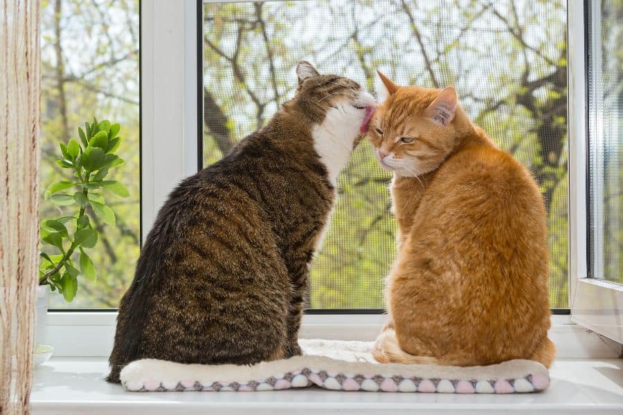 How to Socialize Your Cat
