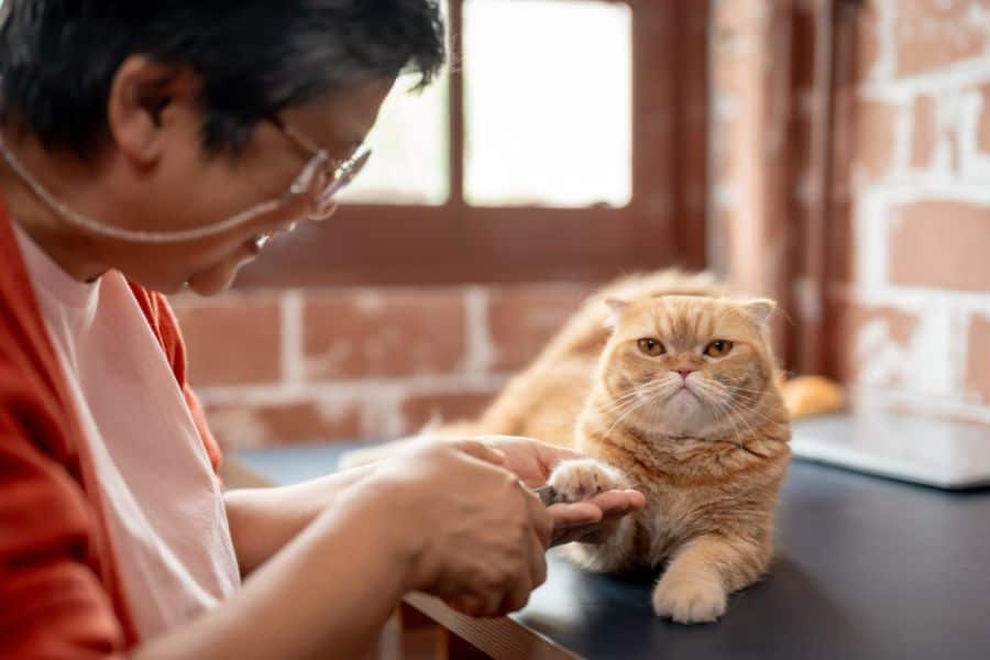 How to Train Your Cat for Nail Trims