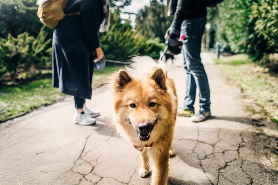 The Benefits of Walking Your Dog Regularly