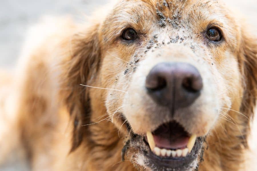Happy dog with muddy face, showcasing playful and friendly pet care services.