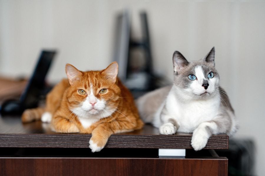 Two relaxed cats lying on a wooden table, one orange and one gray and white, in a cozy home setting.