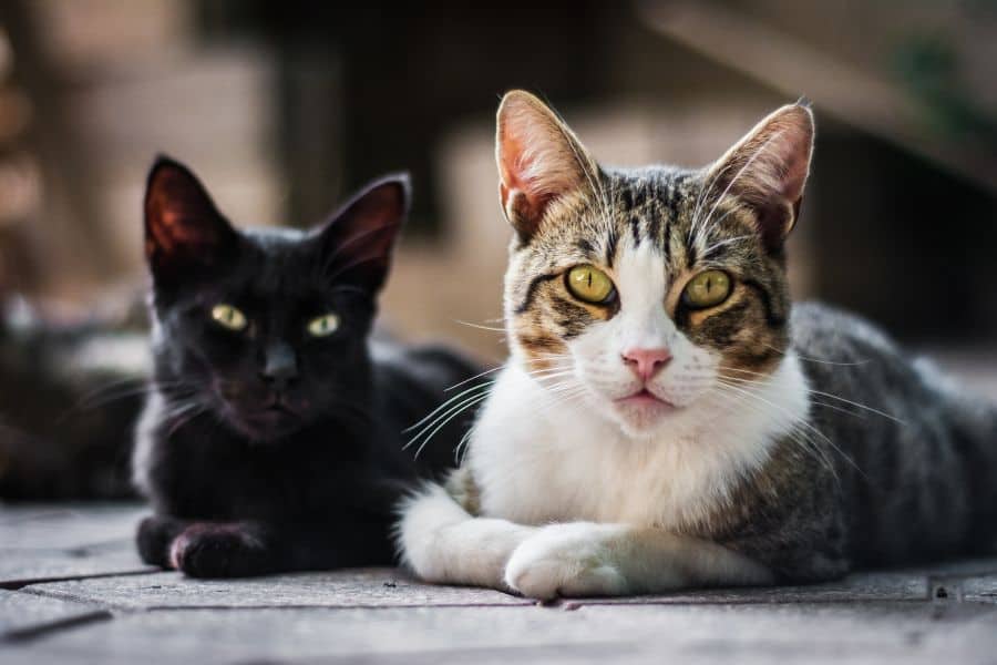 What to Look for When Adopting a New Cat