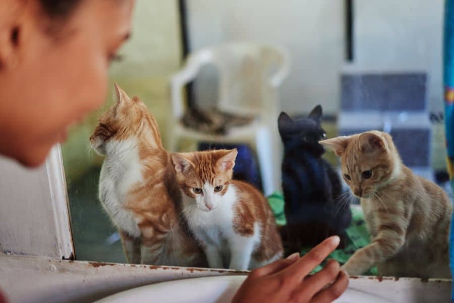 Cats watching outside from a cozy home environment.