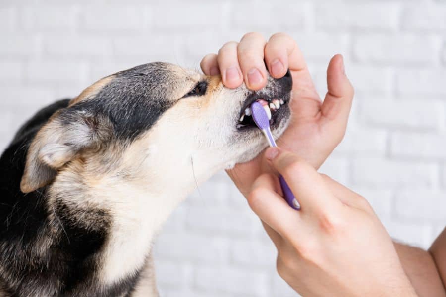 Dog being brushed and cared for by a person, promoting pet grooming and health.