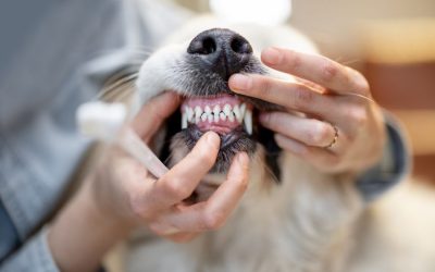 The Importance of Dog Oral Care