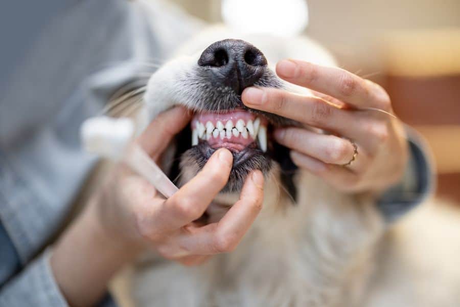 The Importance of Dog Oral Care