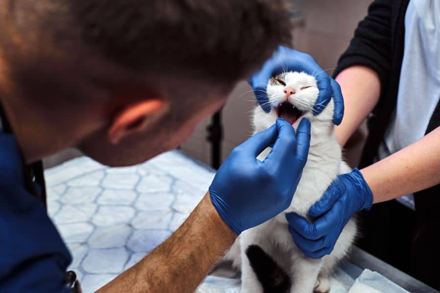 The Importance of Feline Oral Care
