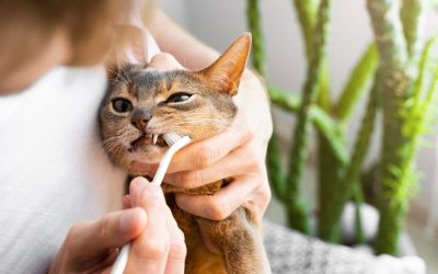 The Importance of Feline Oral Care