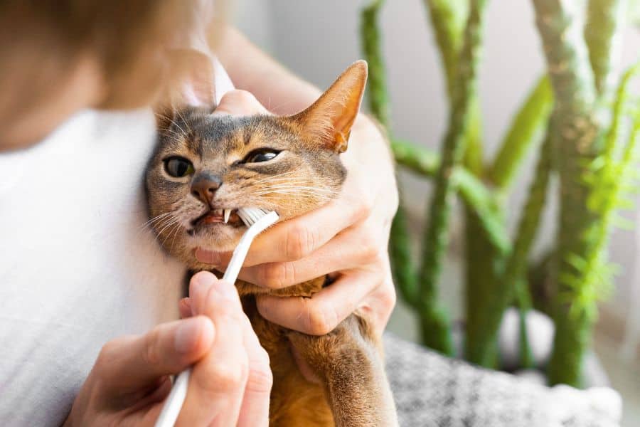 The Importance of Feline Oral Care