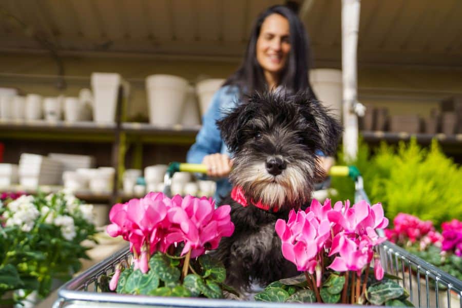Gardening with Pets