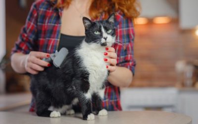 Managing Heavy Pet Shedding