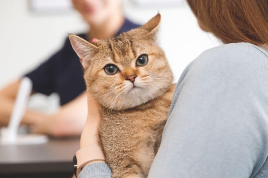 Adorable tabby cat being held by a pet sitter, showcasing trusted pet care services.