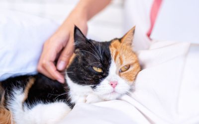 Cat Care for Long Periods Away