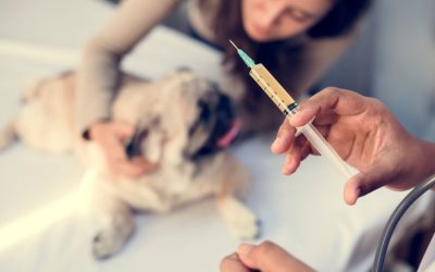 Why Vaccinating your Pet Matters