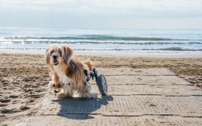 Tips for Caring for Dogs with Special Needs
