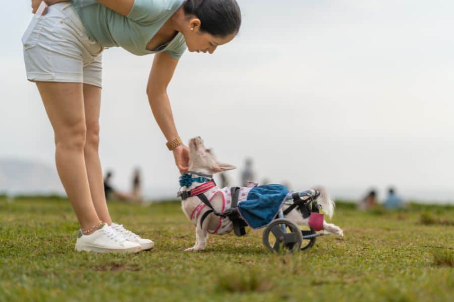 Tips for Caring for Dogs with Special Needs
