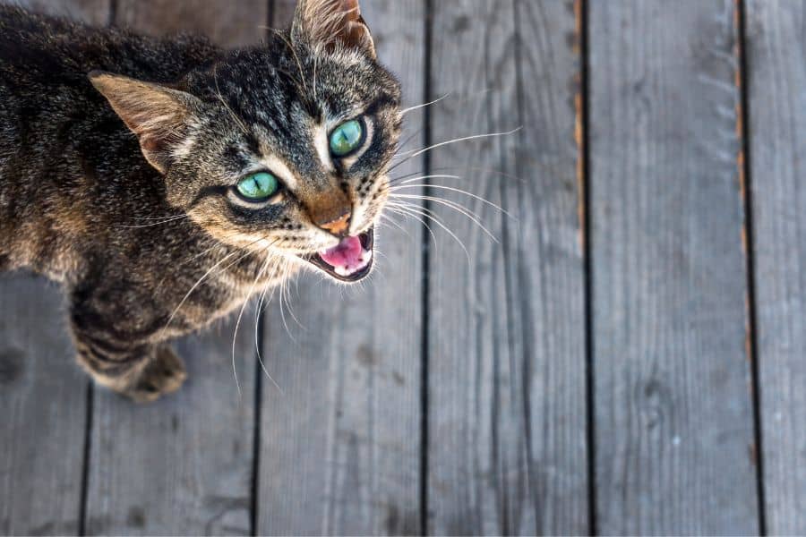 Adorable tabby cat with green eyes on wooden deck, looking up.