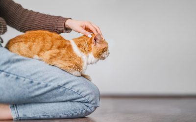 Understanding Common Cat Behaviors