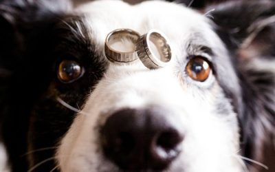 Ten Meaningful Ways to Incorporate Your Pet into Your Bridal Events