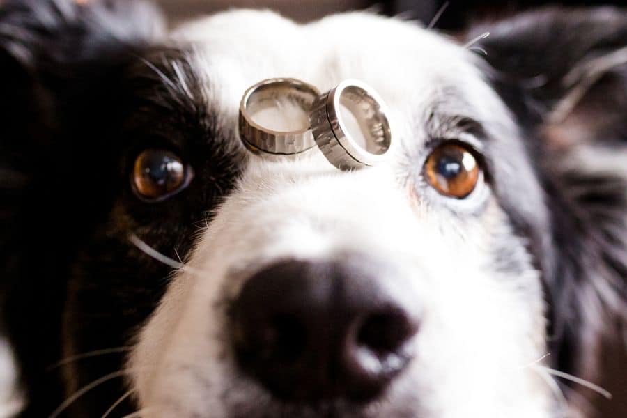 Ten Meaningful Ways to Incorporate Your Pet into Your Bridal Events