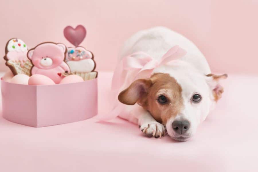 Adorable puppy with pink ribbon lying next to Valentine's Day themed toys.