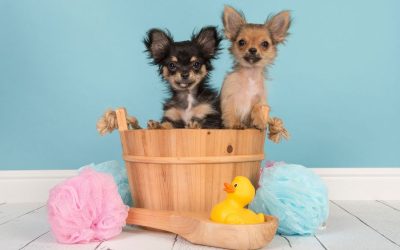 Ten Ways to Include Your Pet in Your Baby Shower