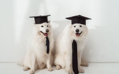 Five Things to Start Doing to Prepare Your Pets for a Back-to-School Schedule
