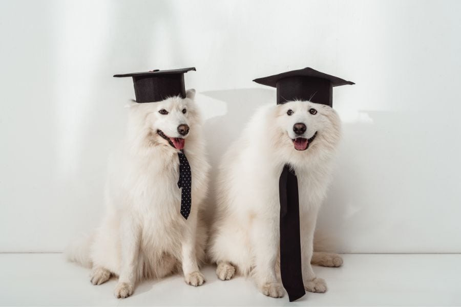 Five Things to Start Doing to Prepare Your Pets for a Back-to-School Schedule