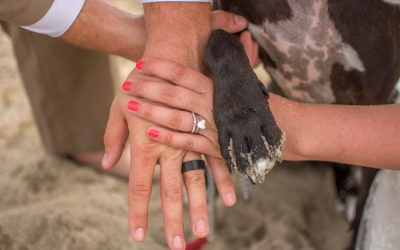 Five Tips to Consider When Incorporating Your Pet in Your Proposal