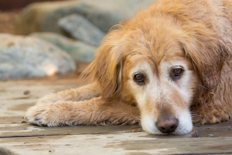 Adorable golden retriever lying on wooden deck, looking relaxed and friendly.