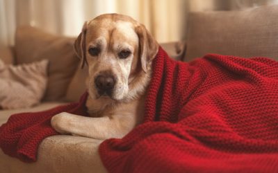 Joint Care in Cooler Weather for Senior Pets