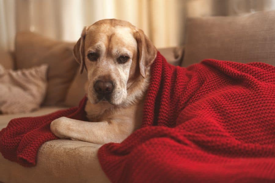 Joint Care in Cooler Weather for Senior Pets