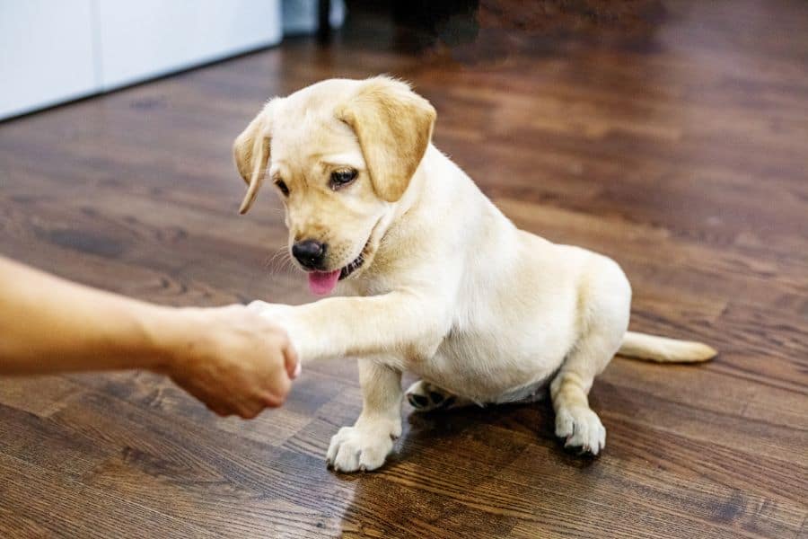 Why Fall Is the Best Time to Train A Puppy