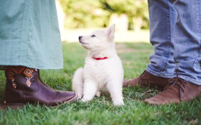 Why Fall Is the Best Time to Train A Puppy