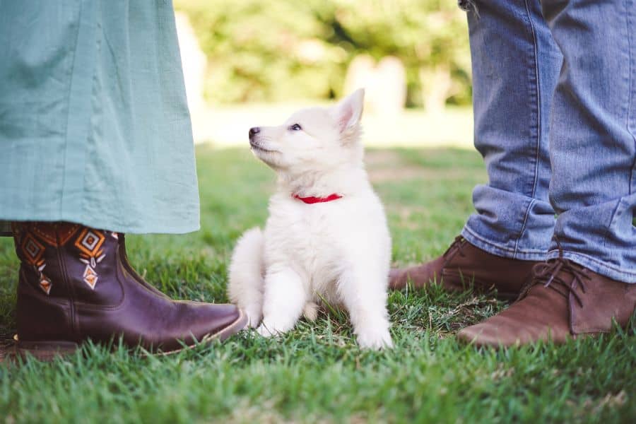 Why Fall Is the Best Time to Train A Puppy