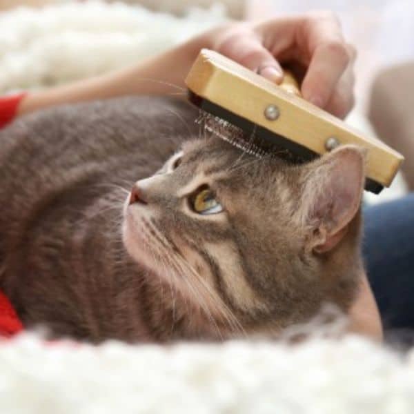 Cat Care Visits in Austin texas Luv My Sitter