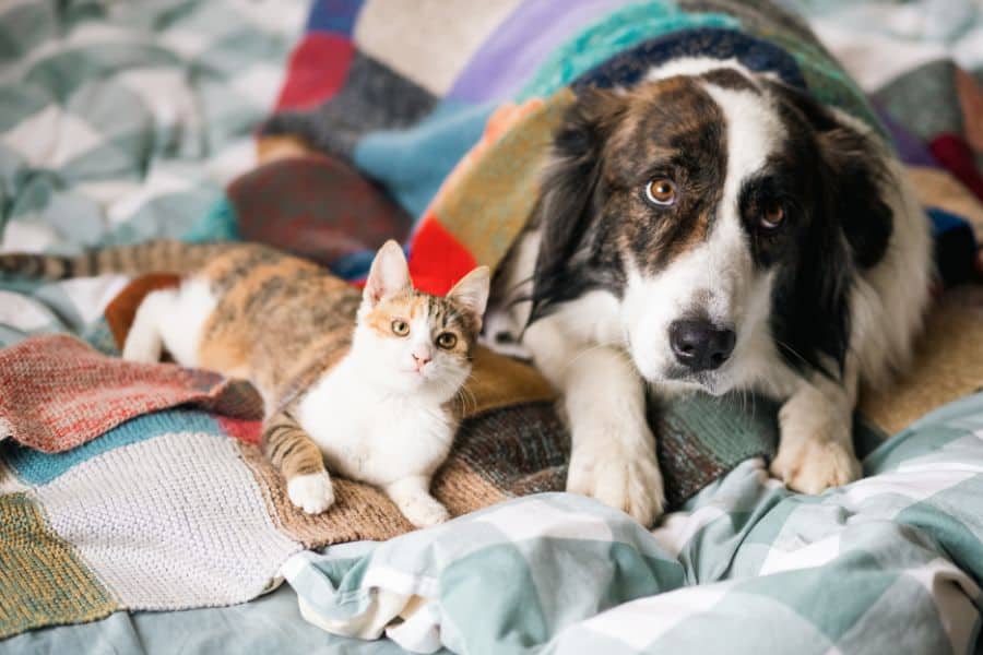 Dog and cat lying on a bed with blankets and pillows.