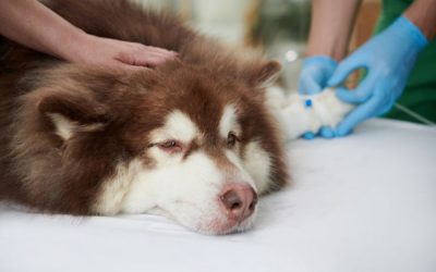 National Pet Cancer Awareness Month