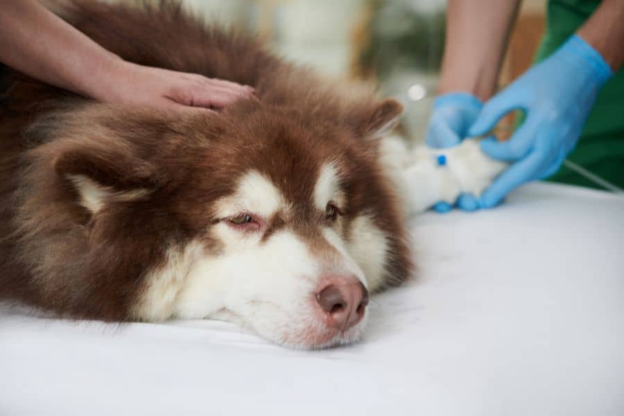 National Pet Cancer Awareness Month