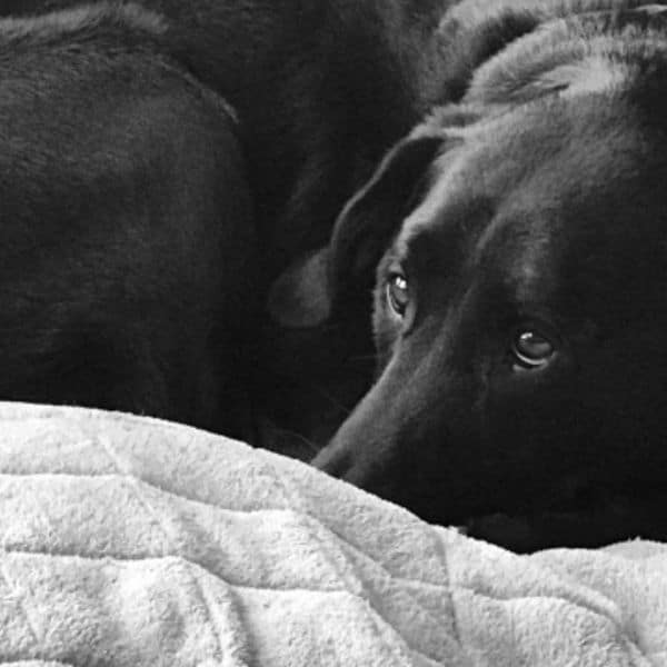 Overnight Pet Sitting Stays in Austin texas Luv My Sitter