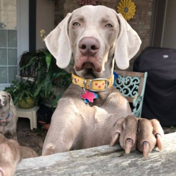 Pet Sitting Visits in Austin texas Luv My Sitter