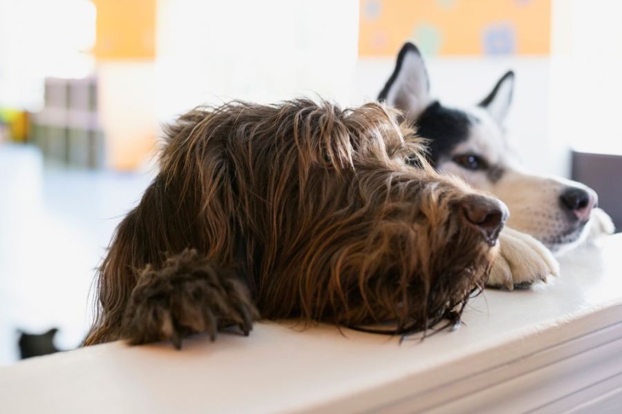 Six Hidden Home Dangers That Could Harm Your Pets